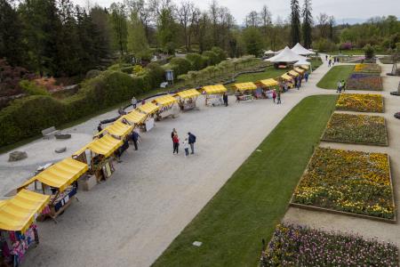 Spomladanska razstava cvetja in tulipanov Arboretum Volčji Potok Foto Mateja Račevski-4